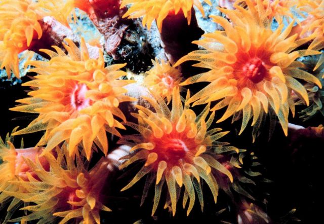 Orange cup coral (Tubastrea coccinea ) Picture