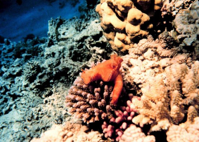 Nudibranch? on coral Picture