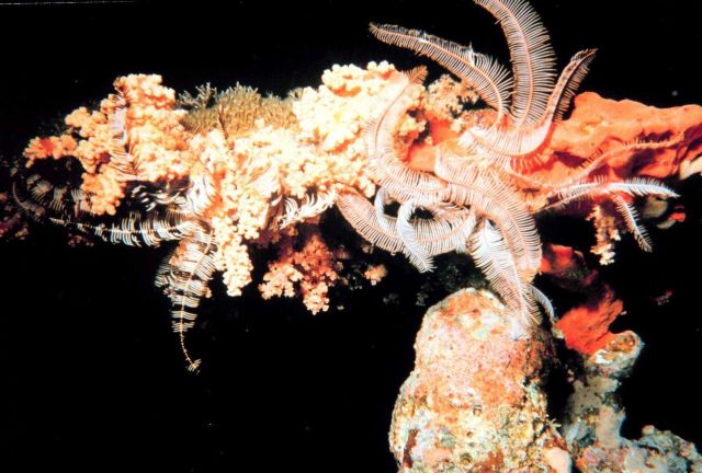 Crinoid Picture