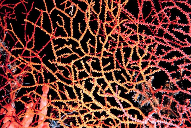 Gorgonian Picture