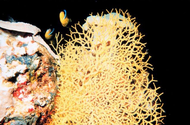 Yellow gorgonian Picture