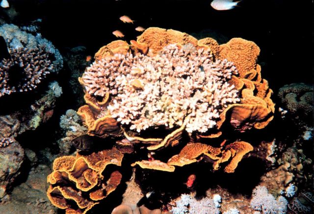 Cabbage coral with different species of coral growing inside Picture