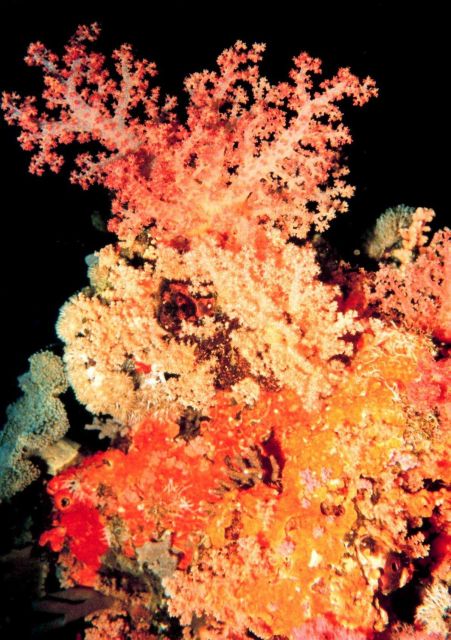 Carnation coral - Dendronephthya sp. Picture