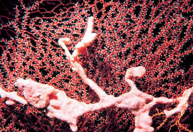 Gorgonian with polyps extended and pink sponge Picture