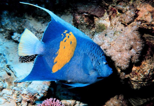 Yellow bar angelfish (Pomacanthus maculosus) Picture