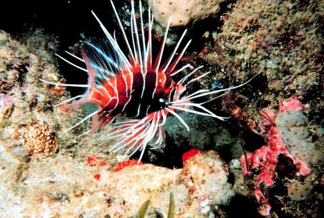 Radiata lion - Pterois radiata Picture