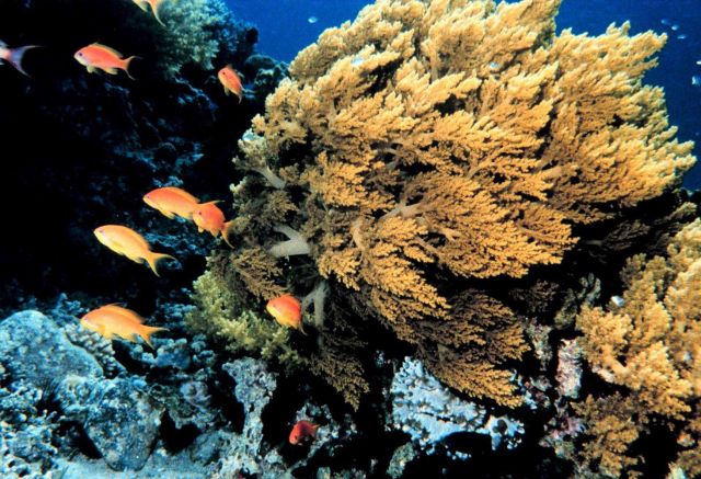 Orange Anthias (Pseudanthias squamipinnis) also known as lyretail in high energy current area as gold soft coral appears to be swaying in the current. Picture