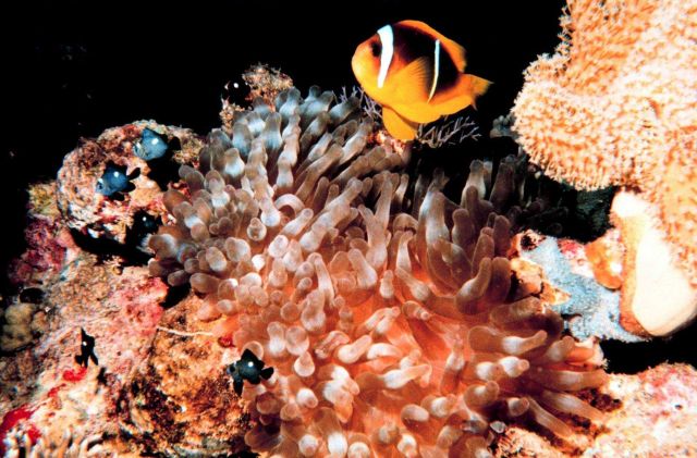 Two-banded clown fish (Amphiprion bicinctus) and juvenile three-spot dascyllus ( Dascyllus trimaculatus) Picture