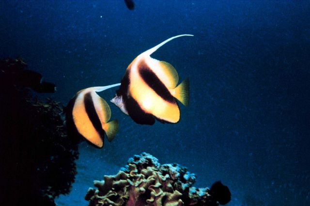 Bannerfish (Heniochus intermedius) Picture