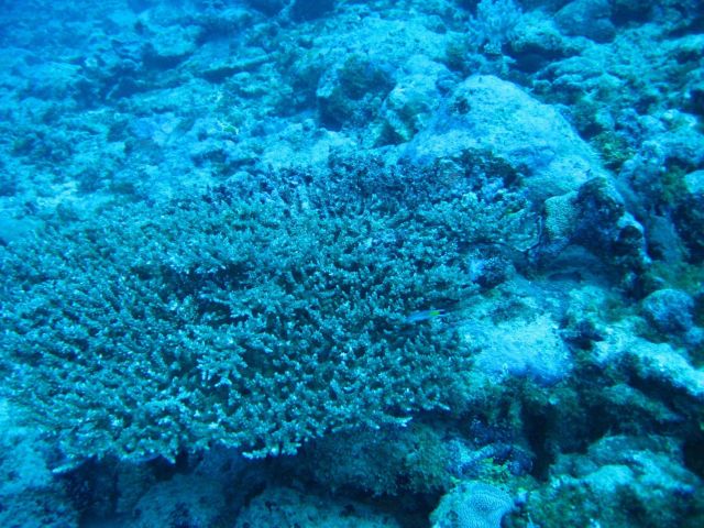 Reef scene with coral (Acropora pulchra) Picture