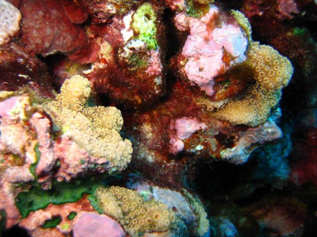 Colorful living reef scene Picture