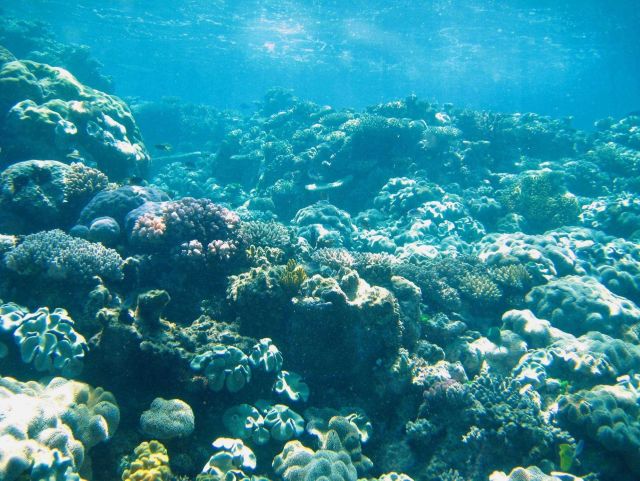 Reef scene Picture