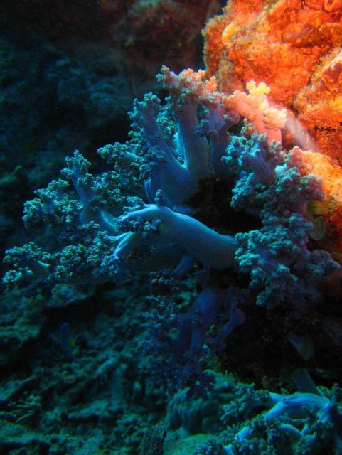 Beautiful bluish soft coral Picture