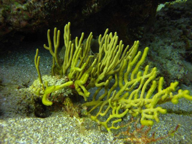 Coral? Algae? Picture