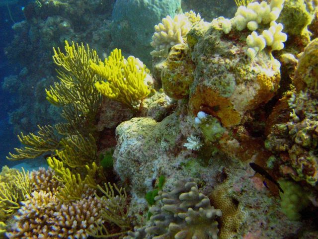 Reef scene with coral and algae Picture