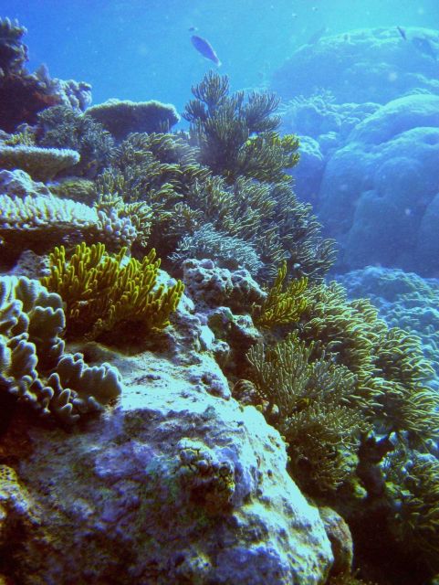 Reef scene with coral and algae Picture