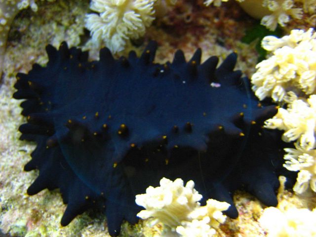 Holothurian? Nudibranch? Picture