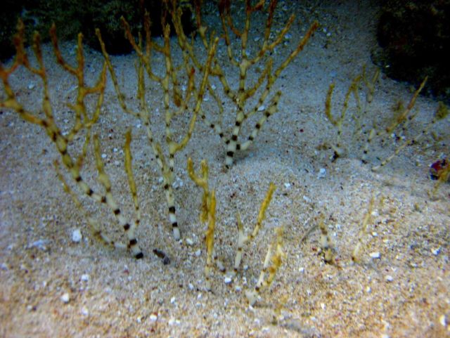 Coral bush growing up through sand Picture