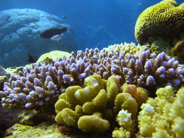 Reef scene with fish and coral Picture