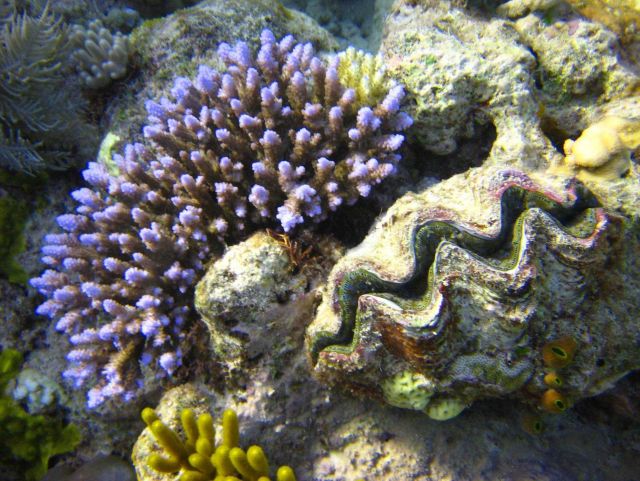 Reef scene with purple-tipped coral and giant clam shell Picture