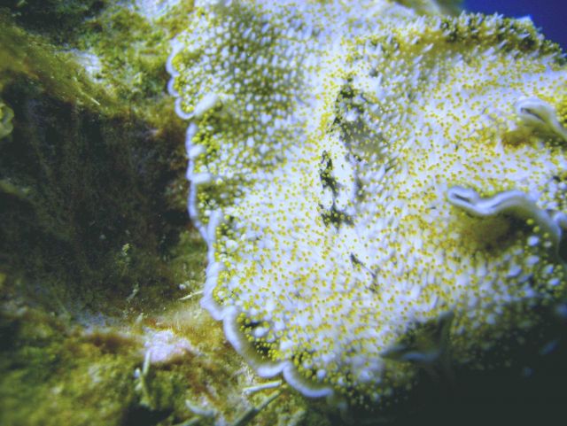Flatworm almost perfectly camouflaged Picture