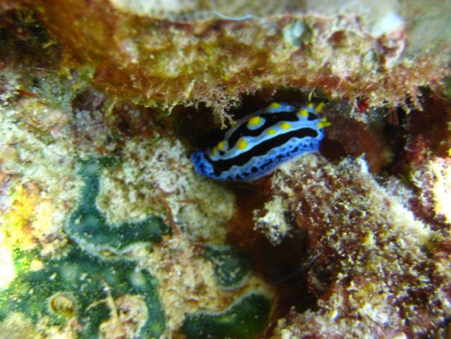 Nudibranch (Phyllidia coelestis) Picture