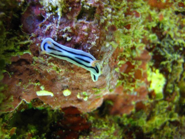 Loch's chromodoris nudibranch (chromodoris lochi) Picture