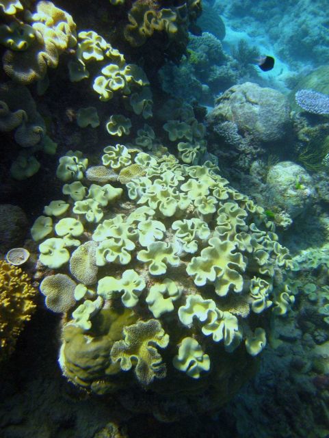 Reef scene Picture
