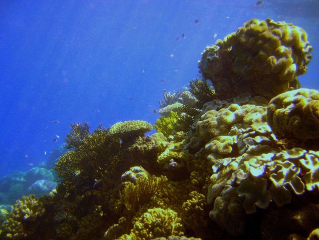 Reef scene Picture