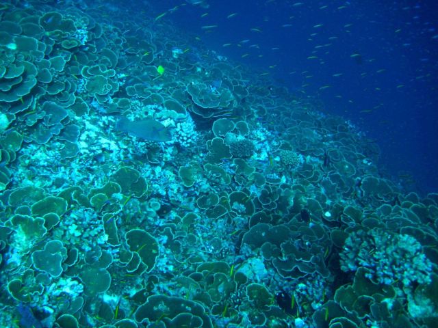Reef scene with lettuce coral Picture