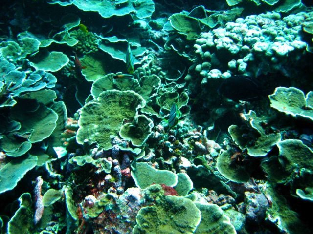Reef scene with lettuce coral Picture