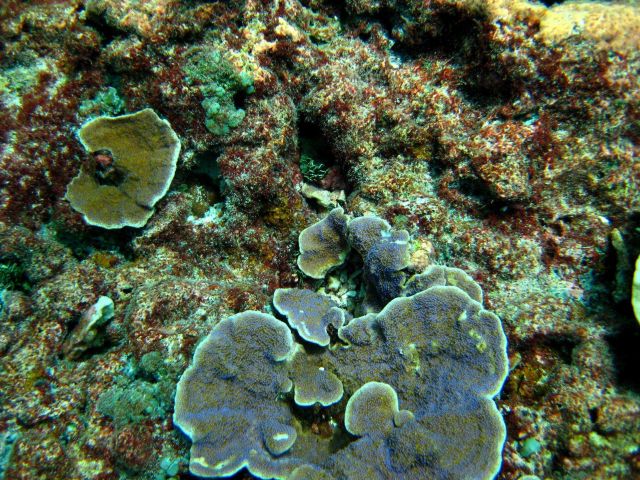 Reef scene Picture