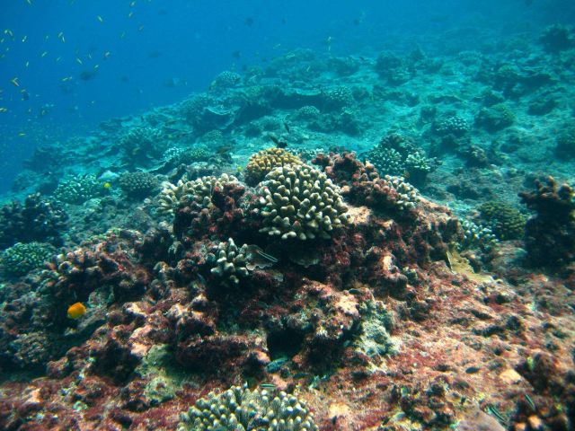 Reef scene Picture