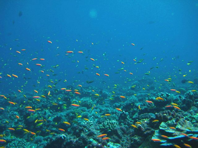 Hundreds of anthias over the reef Picture