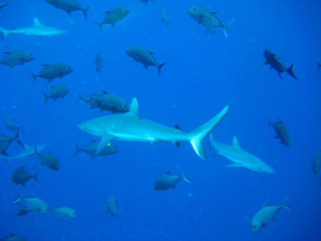 Silvertip shark (Carcharhinus albimarginatus) and giant trevally Picture