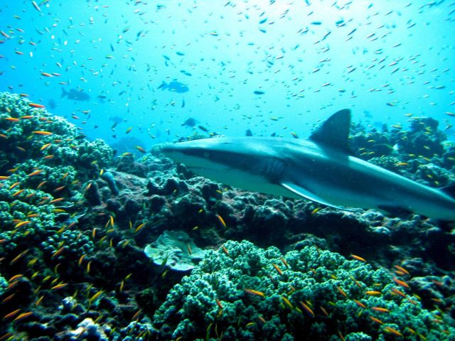 Gray reef shark in a cloud of anthias Picture