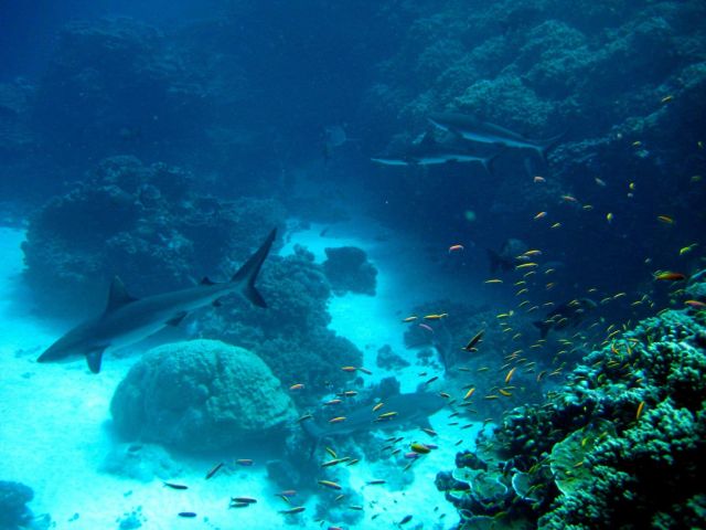 Silvertip shark(Carcharhinus albimarginatus) and gray reef sharks over the reef with school of anthias Picture