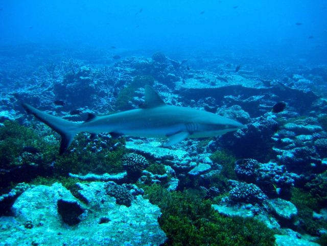 Gray reef shark Picture