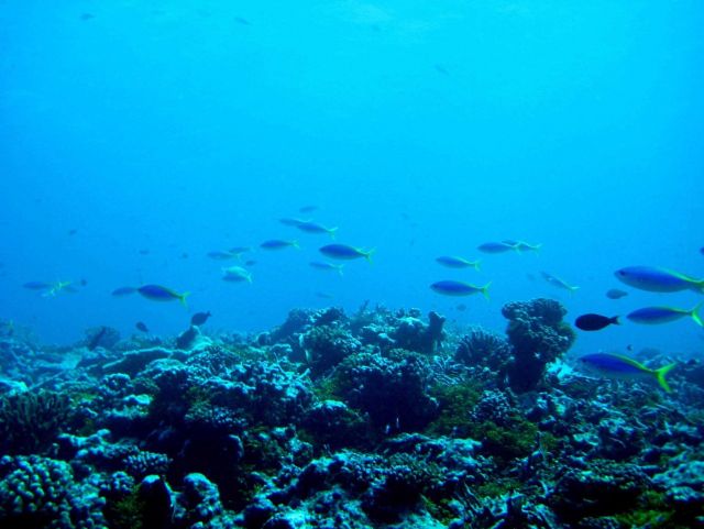 A school of blue and yellow fusiliers passing over the reef Picture