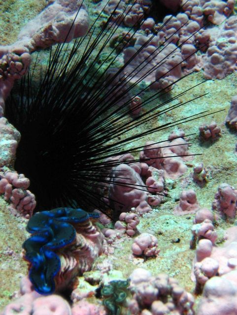 Long spined sea urchin with two giant clams (Tridacna sp.) Picture