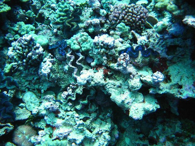 Giant clams (Tridacna sp.) Picture