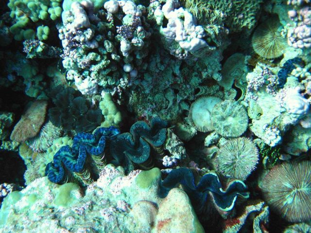 Giant clams (Tridacna sp.) Picture