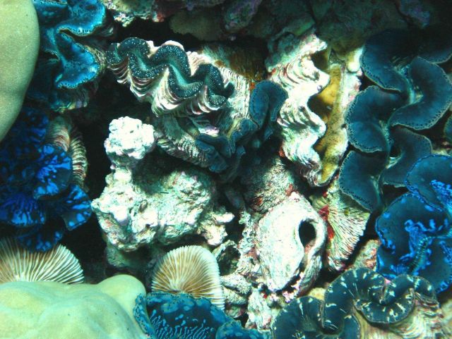 Giant clams (Tridacna sp.) Picture