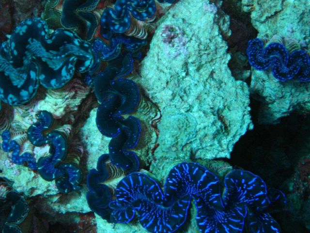 Giant clams (Tridacna sp.) Picture