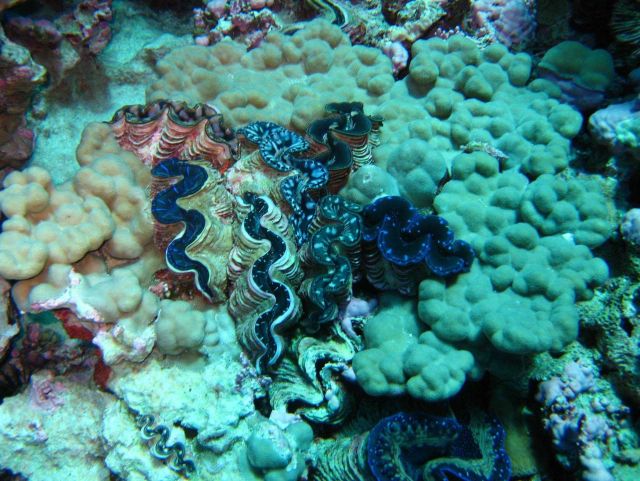 Giant clams (Tridacna sp.) Picture