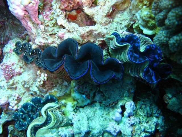 Giant clams (Tridacna sp.) Picture