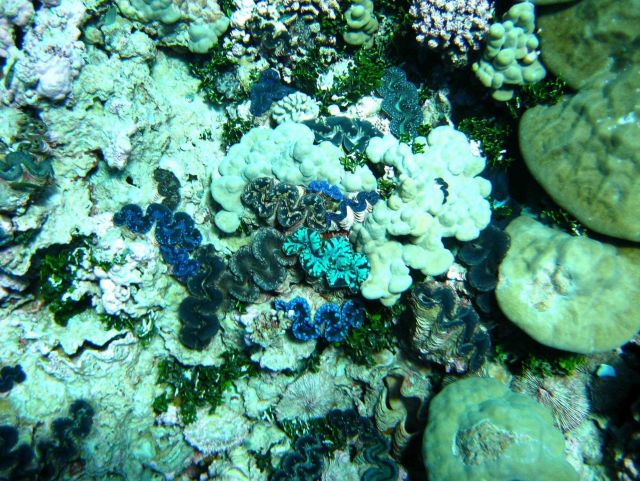 Giant clams (Tridacna sp.) Picture