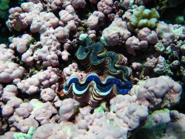 Giant clams (Tridacna sp.) Picture
