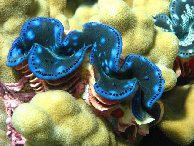 Giant clams (Tridacna sp.) Picture
