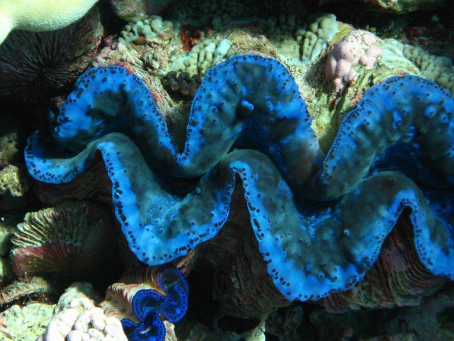 Giant clams (Tridacna sp.) Picture